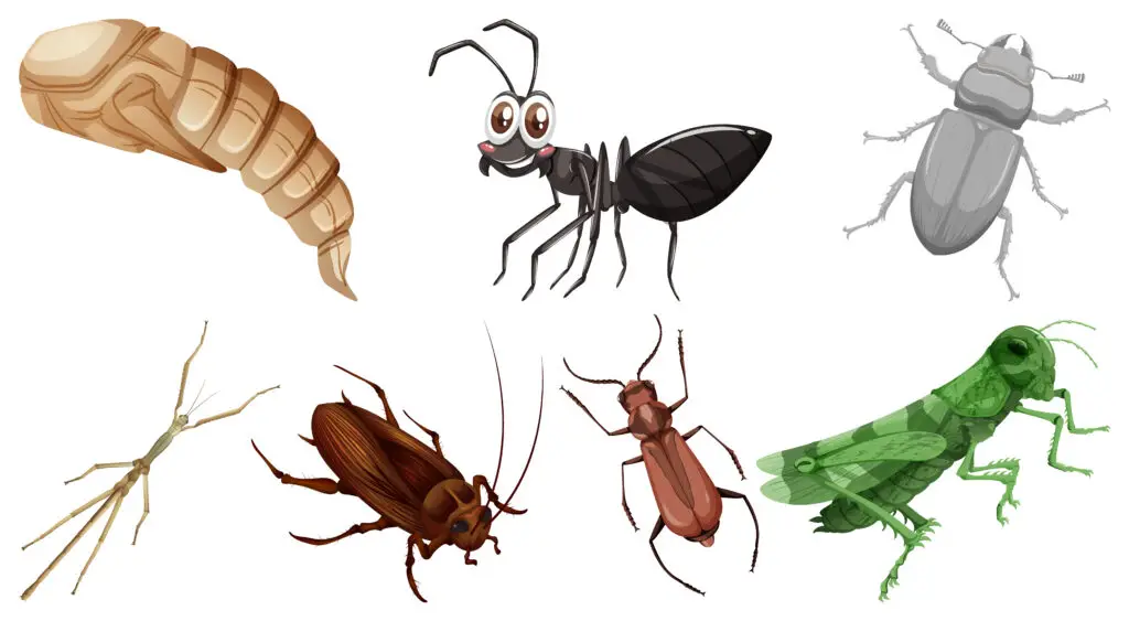 Set of different kinds of insects